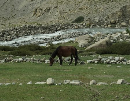 Wildlife and Flora – Spot rare Himalayan wildlife like blue sheep and marmots, and enjoy the region’s unique high-altitude flora.