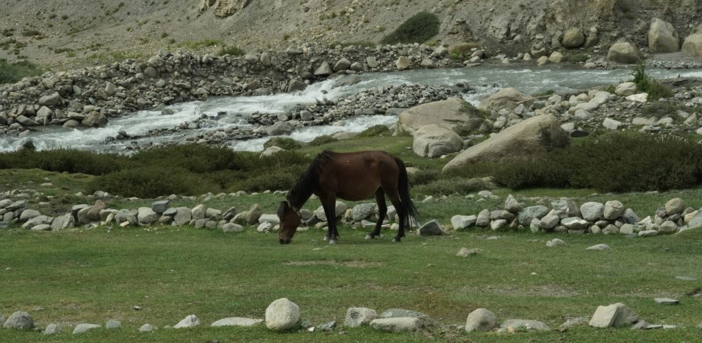 Wildlife and Flora – Spot rare Himalayan wildlife like blue sheep and marmots, and enjoy the region’s unique high-altitude flora.