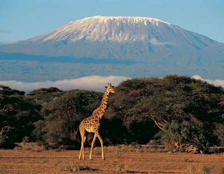 Summiting Africa’s Highest Peak – Standing atop Uhuru Peak at 5,895 meters, with breathtaking views above the clouds.