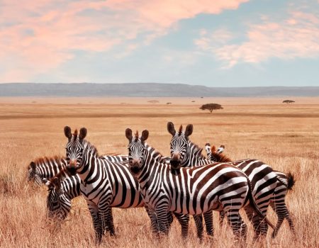 Rich Wildlife and Flora – Spot unique wildlife like colobus monkeys and admire endemic plants like the giant groundsels.